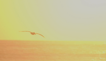 Ronan Gibbs: 9'8 Lumberjack