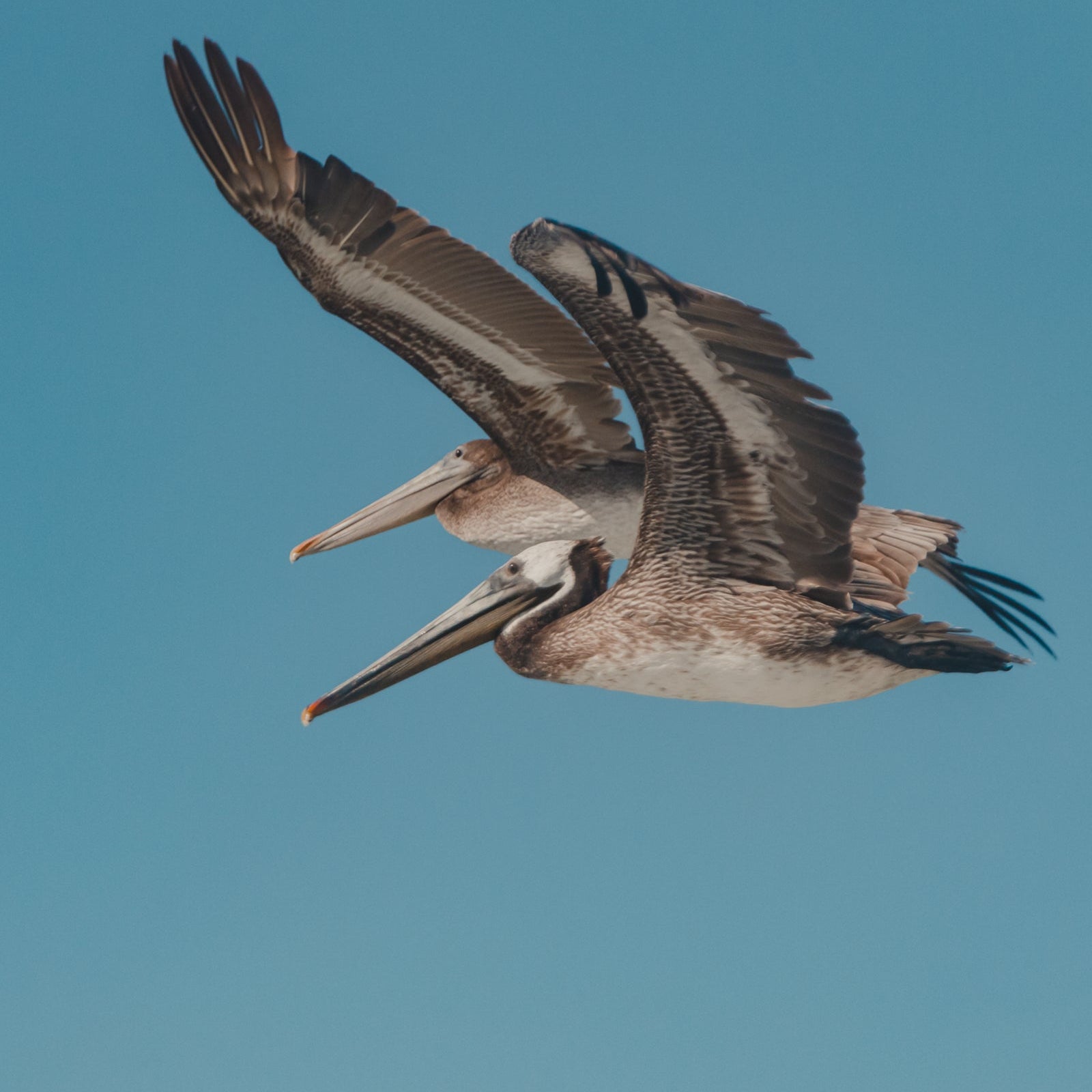 Surf Club Pelican Sweatshirt