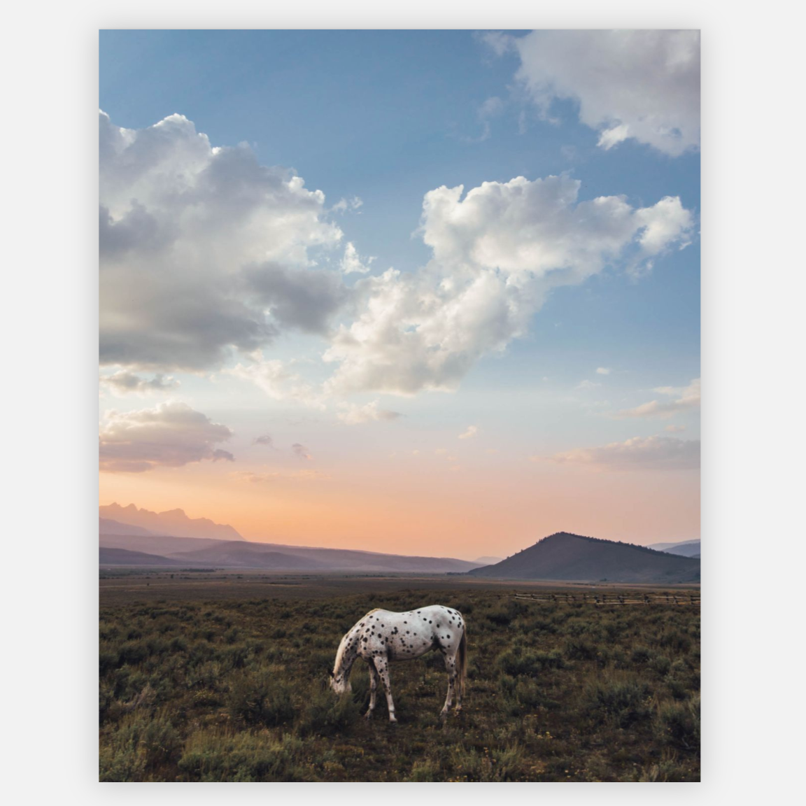 Horse Photo Print